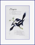Magpies: illustrated poem
